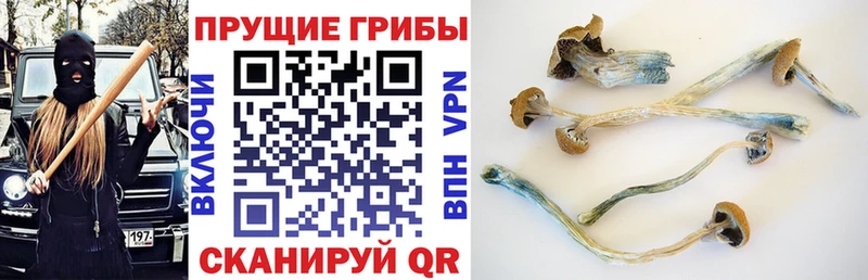 магазин продажи   Выборг  блэк спрут зеркало  Псилоцибиновые грибы Cubensis 